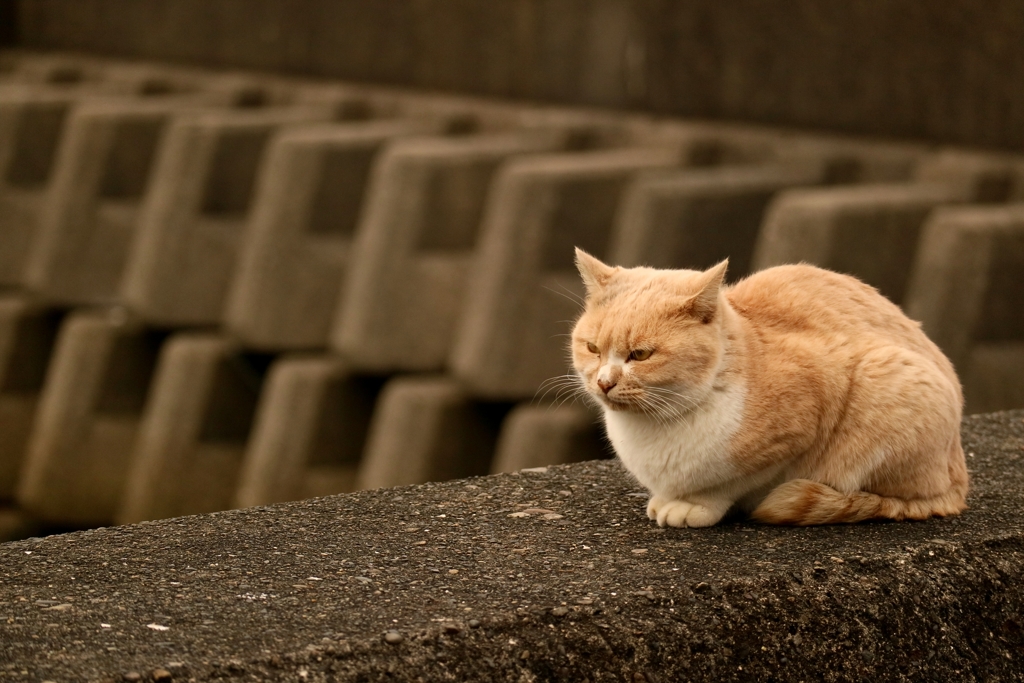 コンディションレッドちゃん