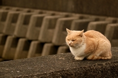 コンディションレッドちゃん