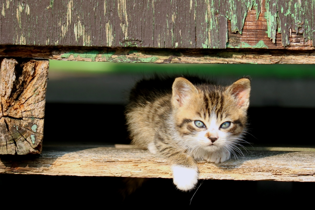 ちいさくても野良