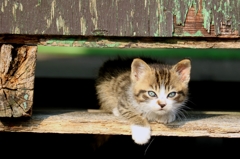 ちいさくても野良