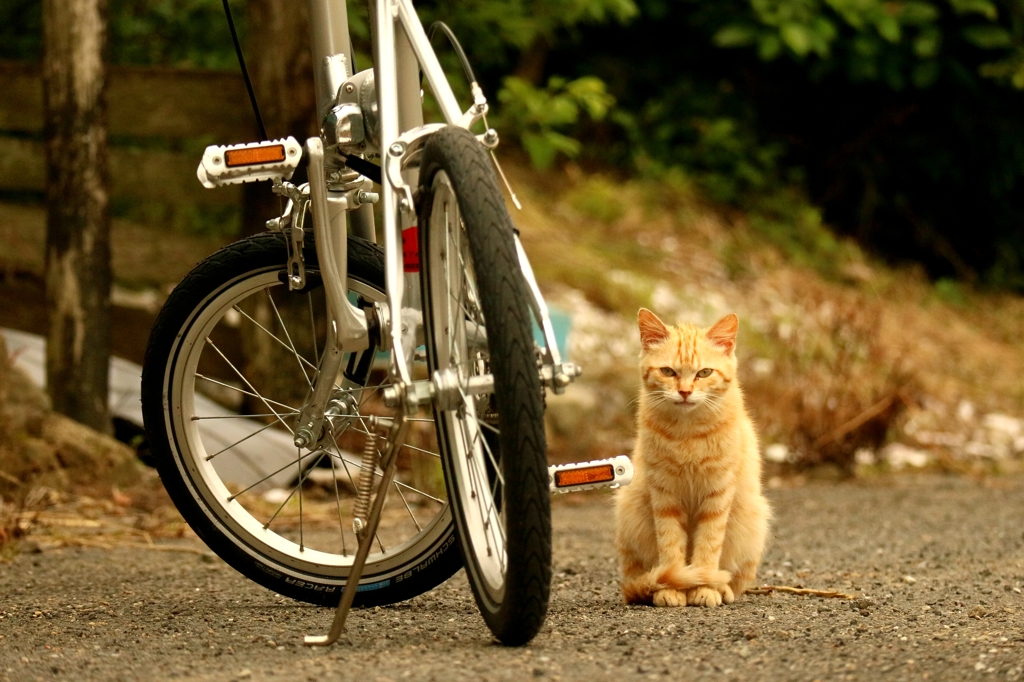猫鉄輪