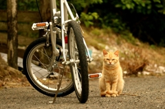 猫鉄輪