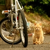猫鉄輪