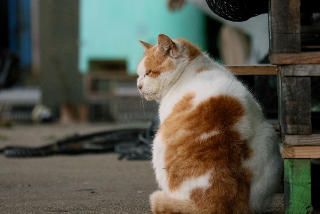 マッチョウインター