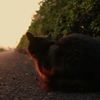 夕暮毛玉先生