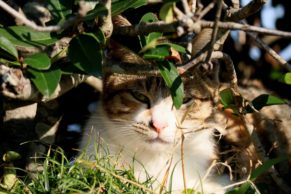 ハンターちゃん