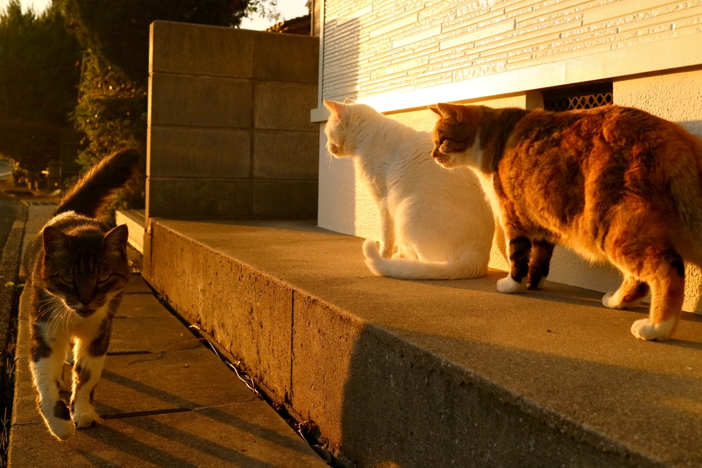 ちょっと通ります先生