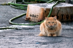 いとわない先生