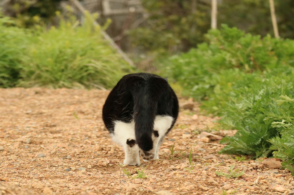 のそ