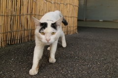 ひたひた先生