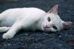 ふにゃこ