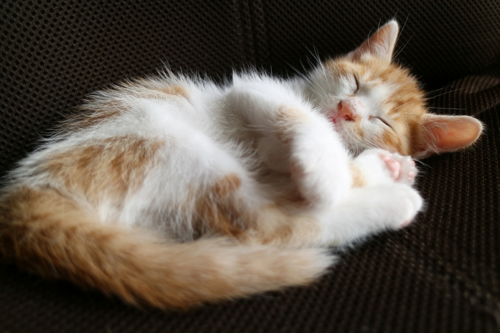 少し前まで可愛かった