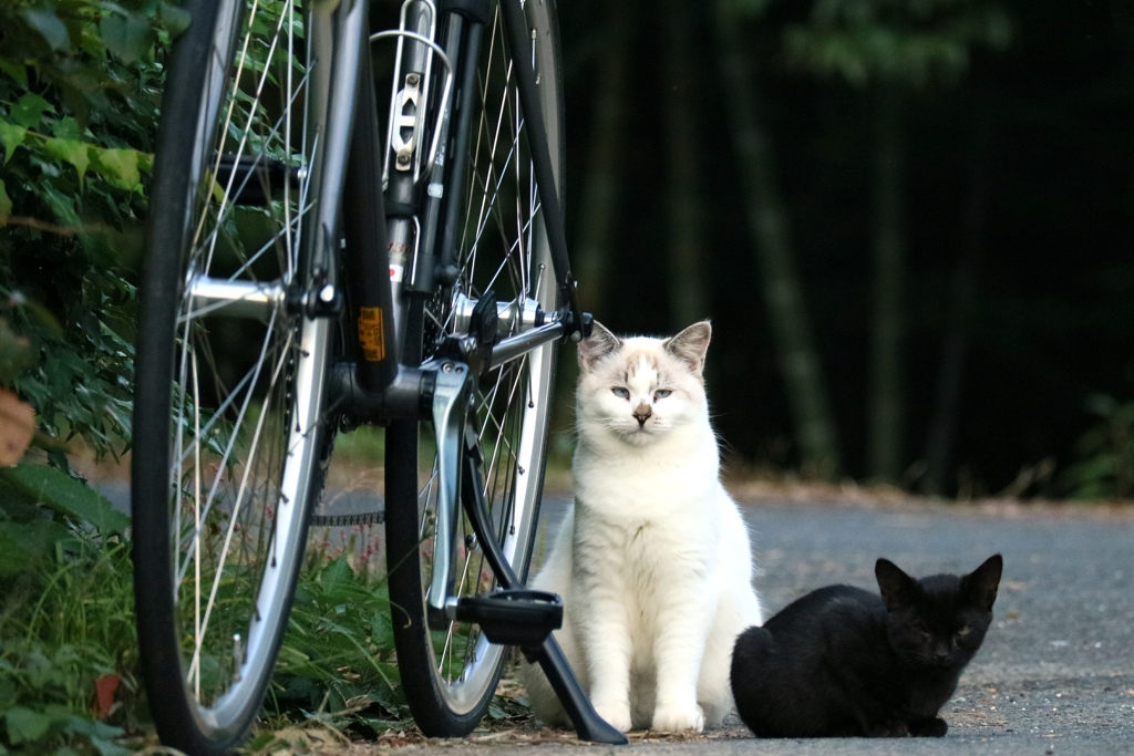 駐輪禁止です