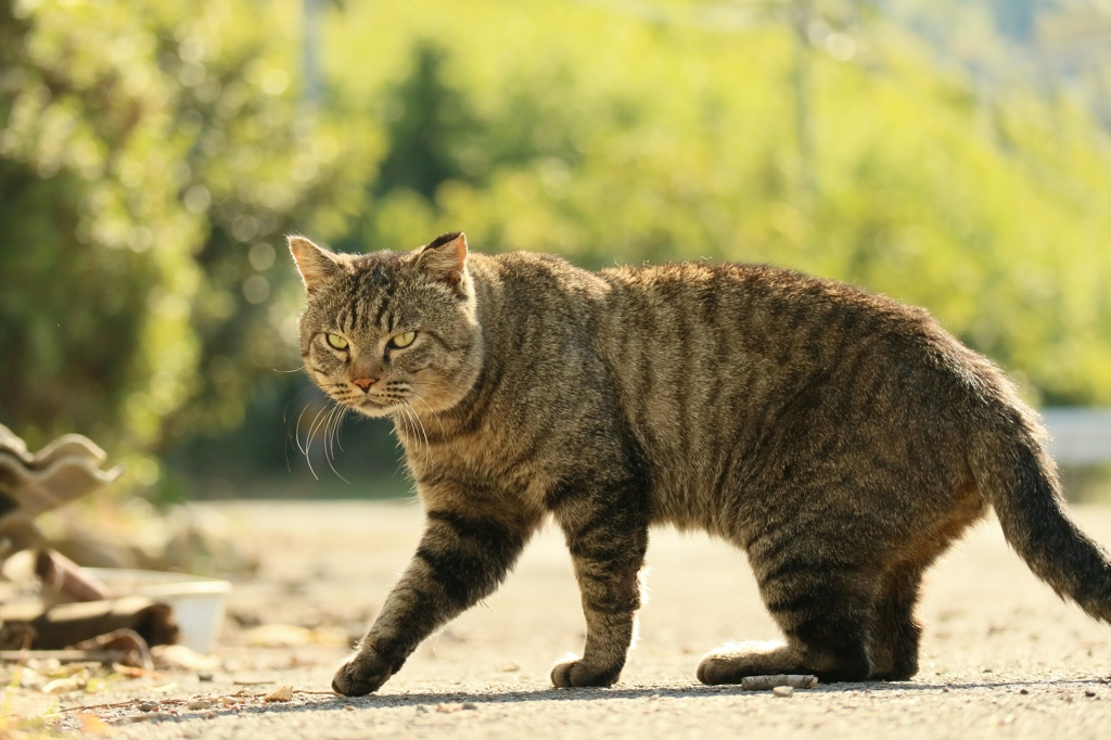 眼力先生肥る