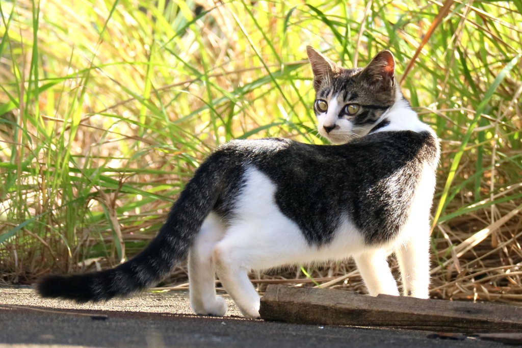 ジャックナイフ先生