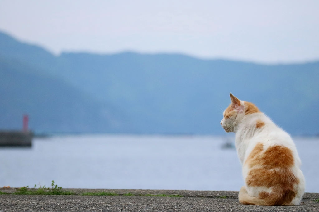 待ち人はこないちゃん