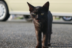 ニャー