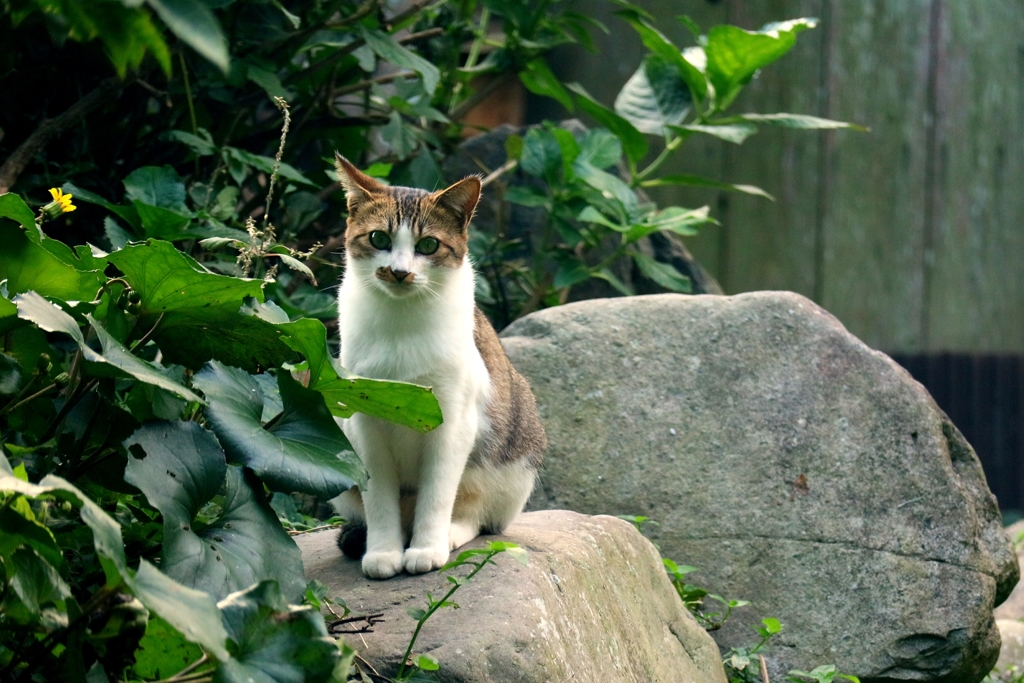 石の上にも三年ちゃん