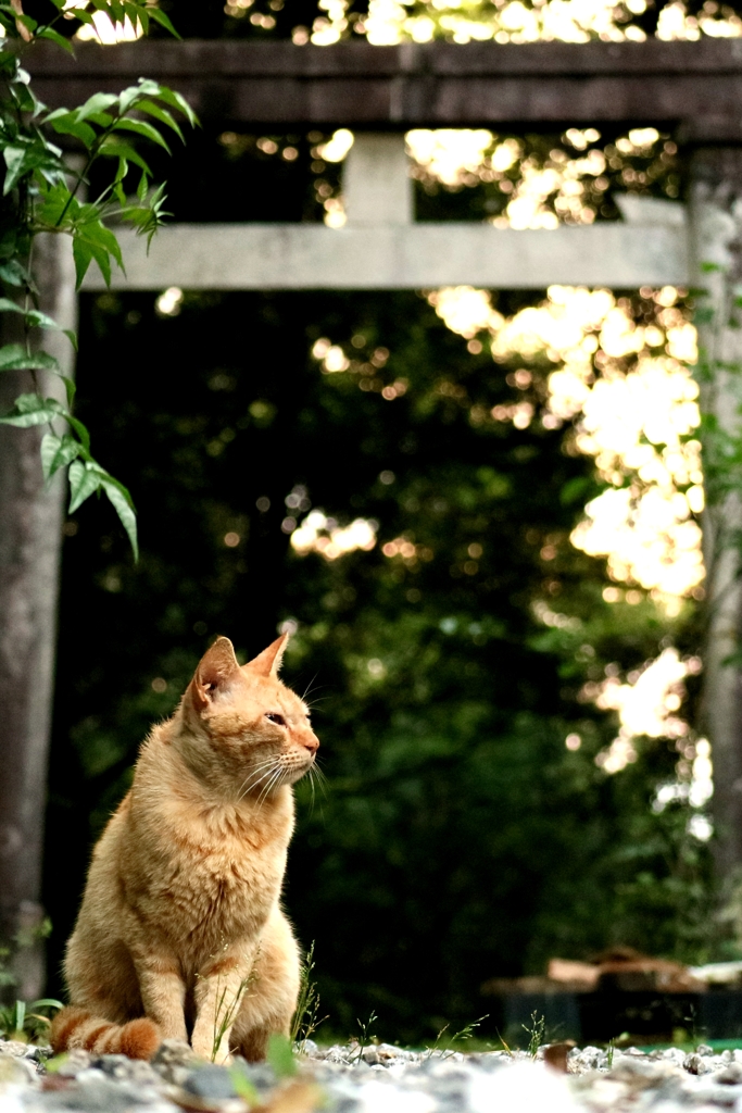 狛猫