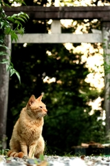 狛猫