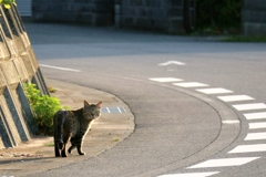 ちょっと通りますよちゃん
