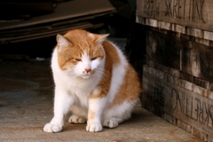 ふゆげコーション