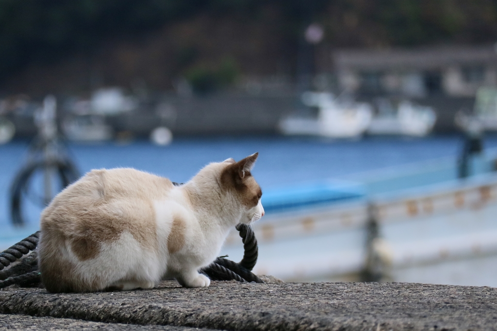 まっているちゃん