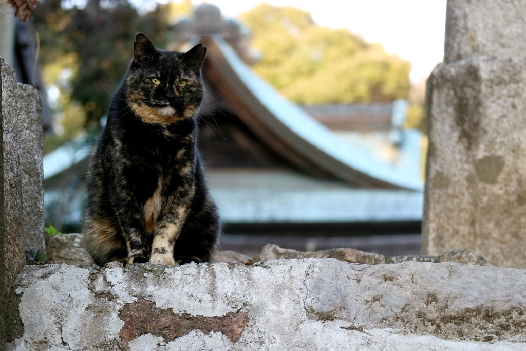さびこ