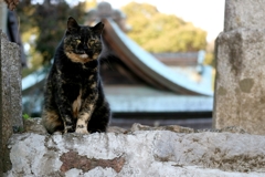 さびこ