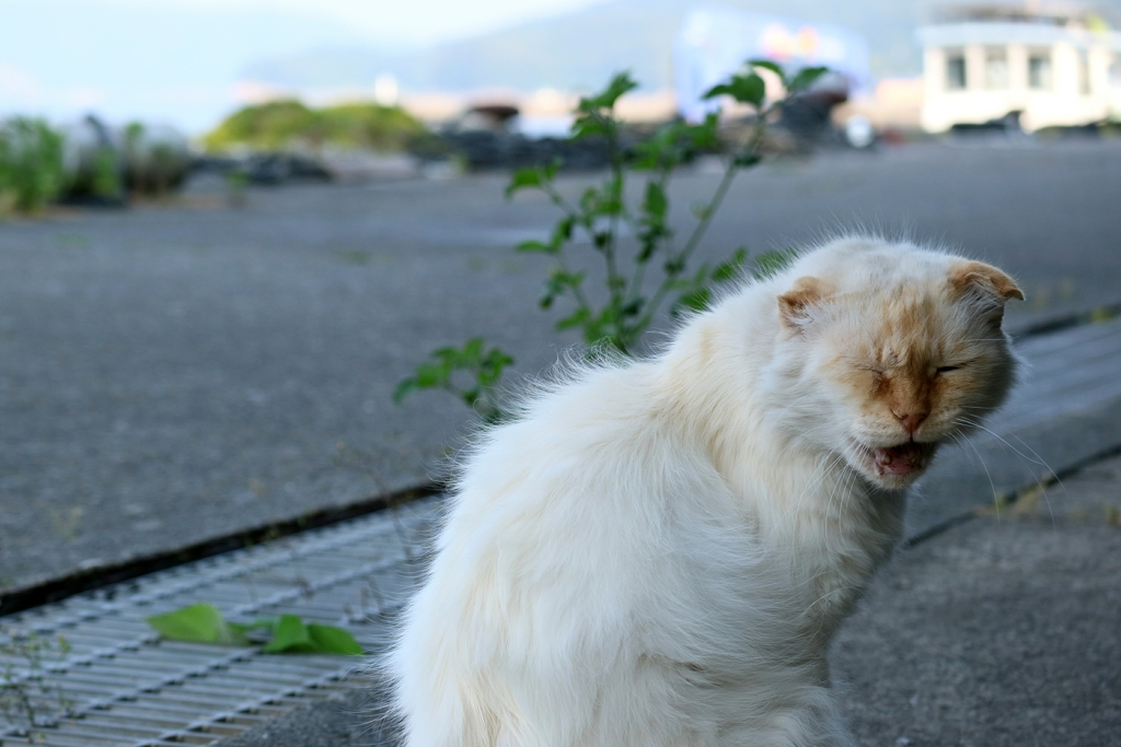 モッフふぇぇえ