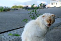 モッフふぇぇえ