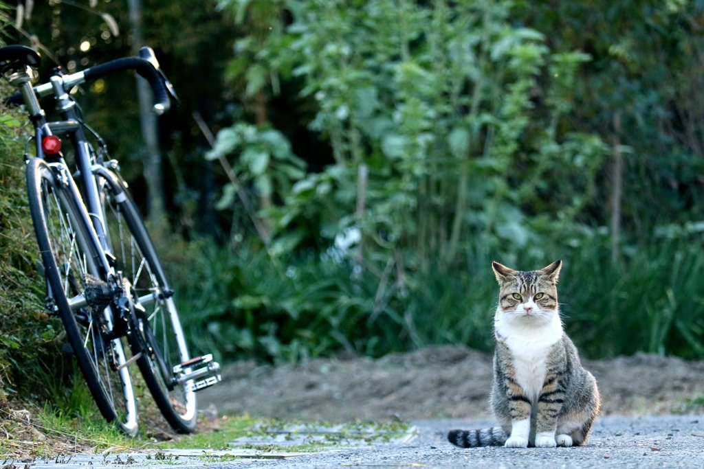 猫ポタこごえそう