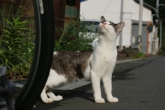 一歩も譲らないちゃん