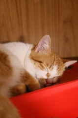 どこでも寝る夫