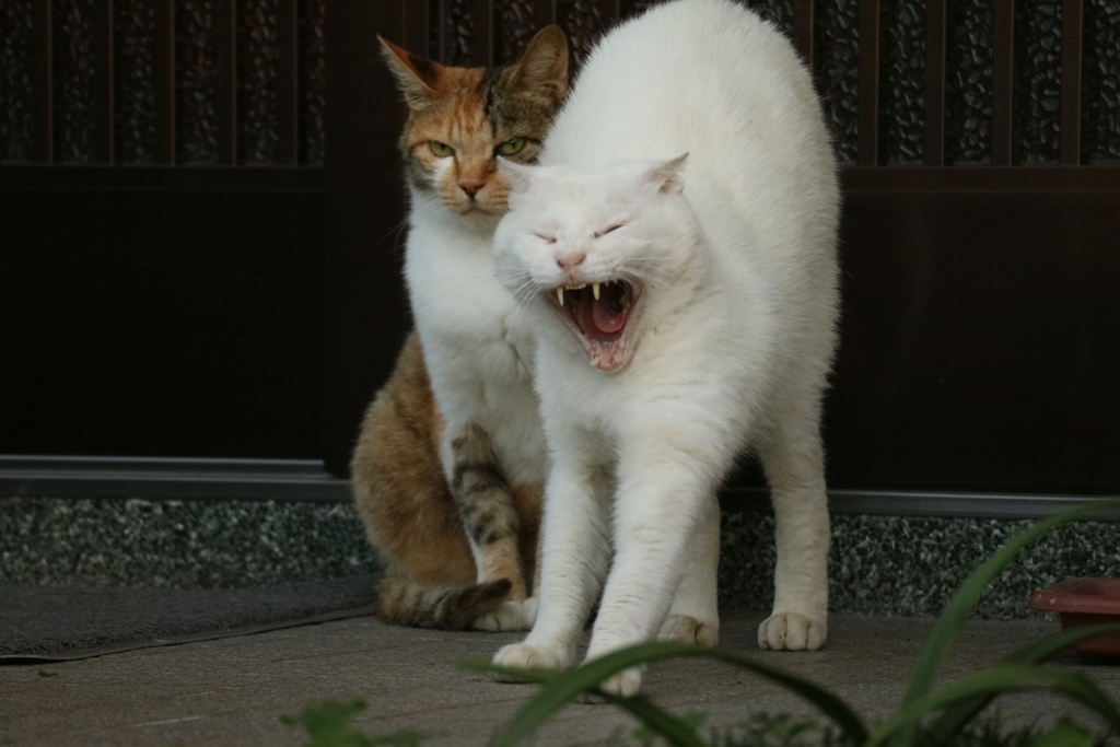 朝の深呼吸