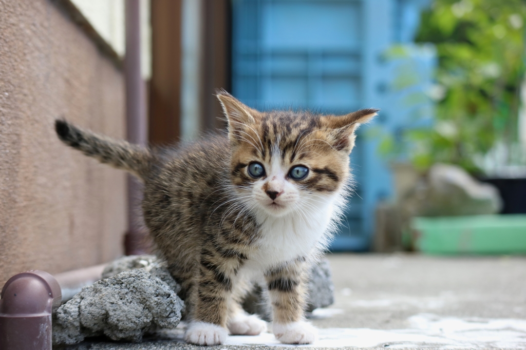 アクティブけだま