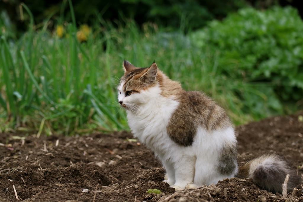 ふさふさ排便中