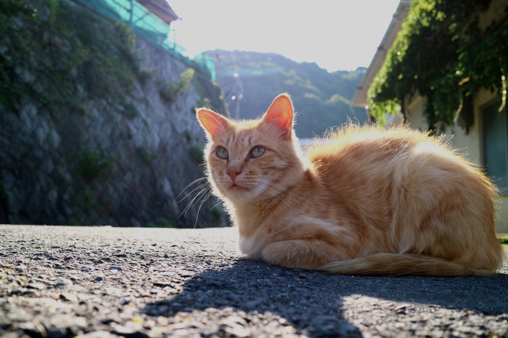 グッドモーニング先生