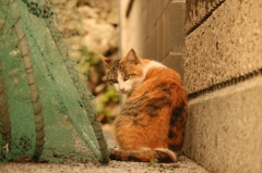 路地裏振り向くマン