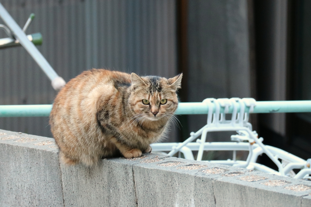 ふとっぱら先生
