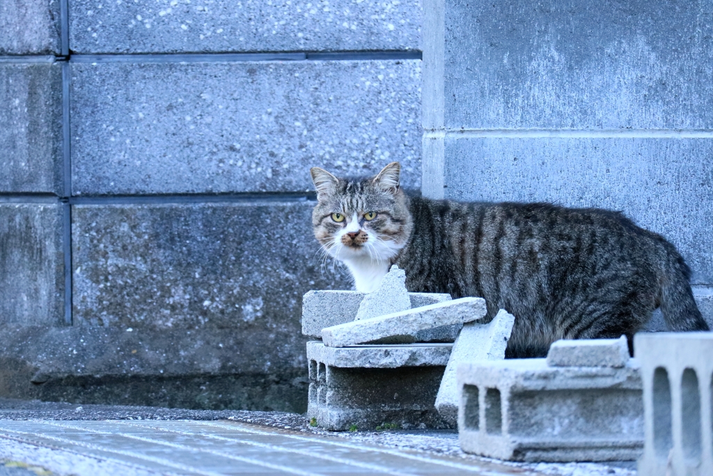 都市迷彩ちゃん