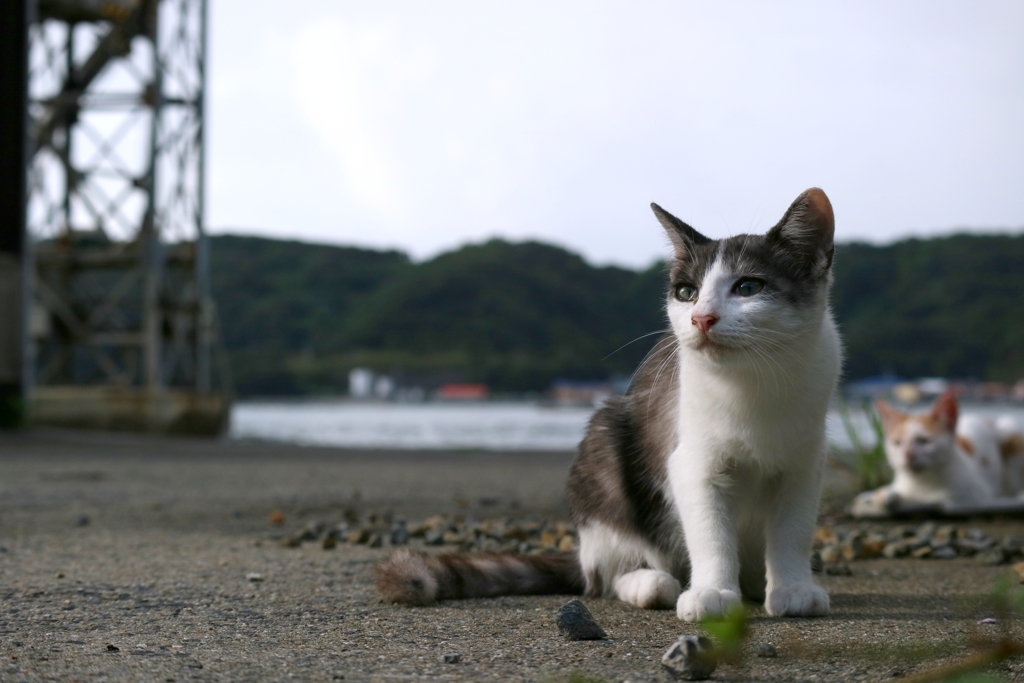 気になるちゃん