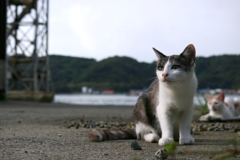 気になるちゃん