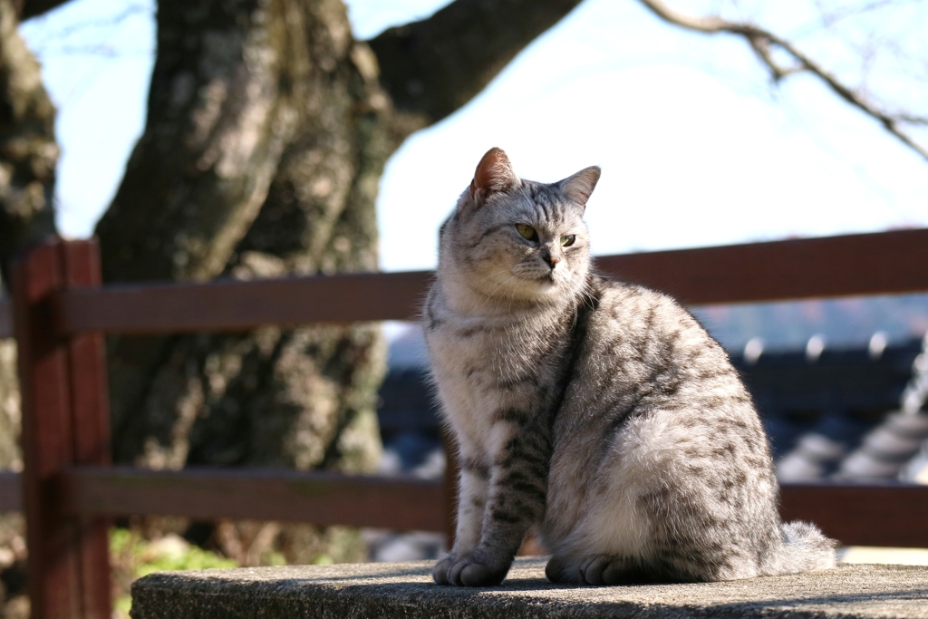 ずっと動かないちゃん