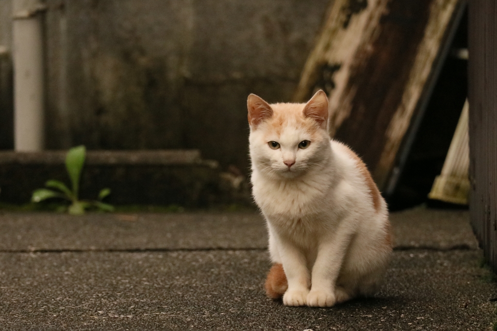 きゅっ