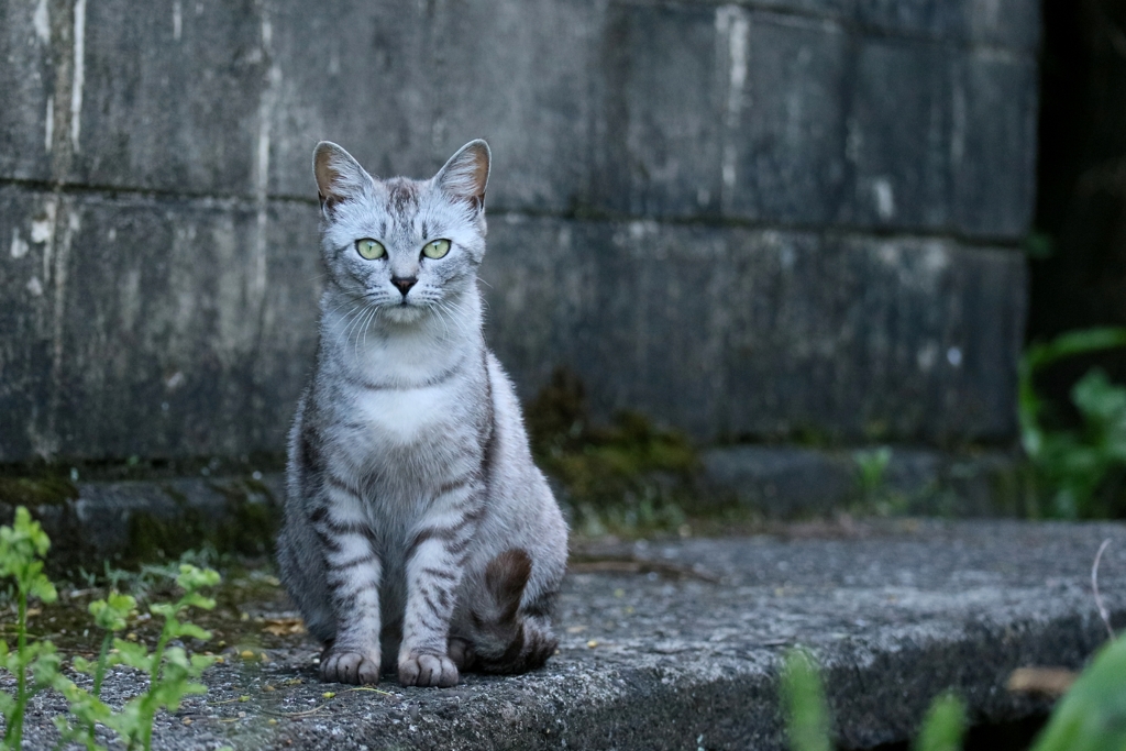 すくっとちゃん
