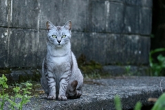 すくっとちゃん