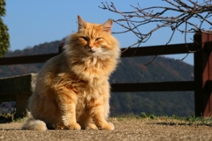 なにがなにだか