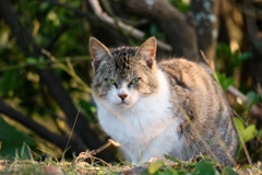 媚びたりしないぜちゃん