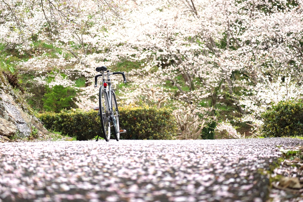 桜花鉄輪